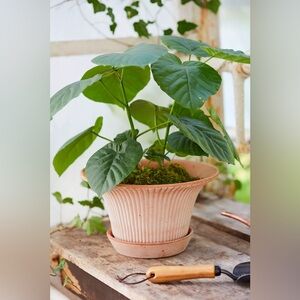 Anthropologie Terrain Bergs Daisy Terracotta Pot + Saucer Set